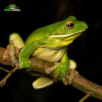 Gambar Litoria infrafrenata (White lip tree frog) dari Dunia Anura 99 undefined 2 Tokopedia