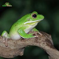 Gambar Litoria infrafrenata (White lip tree frog) dari Dunia Anura 99 undefined 5 Tokopedia