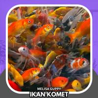 Gambar ikan mas komet aneka warna dari Melisa Guppy undefined 3 Tokopedia