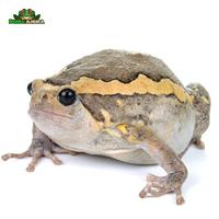 Gambar Kaloula pulchra (Chubby frog) dari Dunia Anura 99 undefined 2 Tokopedia