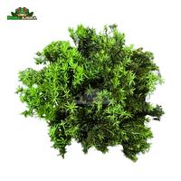 Gambar Tanaman Vivarium Whorly Rotala dari Dunia Anura 99 undefined 2 Tokopedia