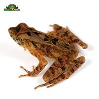 Gambar Katak hias jam pasir Leptophryne borbonica dari Dunia Anura 99 undefined 2 Tokopedia