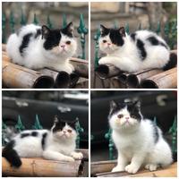 Gambar Kucing exotic peaknose lucu dari lunacathousemalang undefined 1 Tokopedia