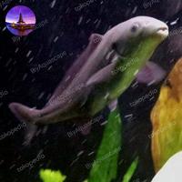 Gambar Baby Dolphin Lumba-Lumba Mormyrid Mormyrus Air Tawar / Ikan Air Tawar dari BiyAquascape undefined 2 Tokopedia
