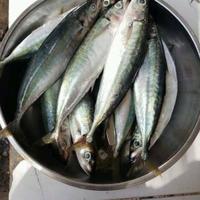 Gambar ikan layang segar 1kg kota Samarinda Sarden Cumi dari WONG MADION SAMARINDA undefined 1 Tokopedia