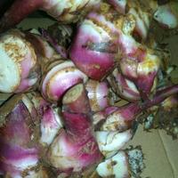 Gambar Umbi ganyong basah segar organik 500grm ganyoh merah organik dari herbalis13shop undefined 4 Tokopedia