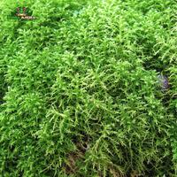 Gambar Forrest Moss Vesicularia Montagnei (Weeping moss darat) dari Dunia Anura 99 undefined 4 Tokopedia