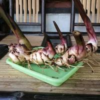 Gambar Umbi ganyong basah segar organik 500grm ganyoh merah organik dari herbalis13shop undefined 1 Tokopedia