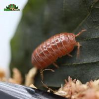 Gambar Armadillidium vulgare ( St.Lucia ) dari Dunia Anura 99 undefined 3 Tokopedia