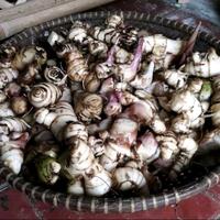 Gambar Umbi ganyong basah segar organik 500grm ganyoh merah organik dari herbalis13shop undefined 2 Tokopedia
