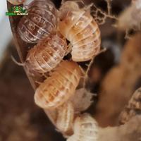 Gambar Armadillidium vulgare ( St.Lucia ) dari Dunia Anura 99 undefined 2 Tokopedia