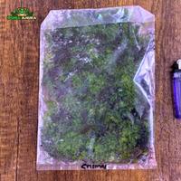 Gambar Forrest Moss Mini Christmass (Darat) dari Dunia Anura 99 undefined 2 Tokopedia