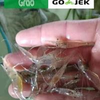 Gambar SALE UDANG HIDUP 20 EKOR PAKAN IKAN PREDATOR CHANNA ARWANA UMPAN REBON SAWAH dari Leni Shop 33 undefined 1 Tokopedia