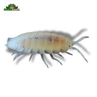 Gambar Trichorhina Tomentosa Isopods dari Dunia Anura 99 undefined 2 Tokopedia