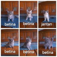 Gambar Kucing Kitten Persia Abu Lucu Gemoy dari stationpetsshop undefined 1 Tokopedia