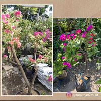 Gambar tanaman bougenville 4-5 warna variegata - Besar dari Tanaman Cici Surabaya undefined 2 Tokopedia