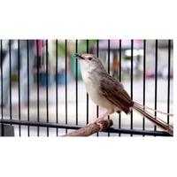Gambar Burung cigun atau ciblek gunung pilihan jantan dari fauna jaya undefined 1 Tokopedia