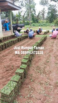 Gambar Jual rumput gajah mini terbaik batang dari rumput gajah mini 10rb undefined 4 Tokopedia