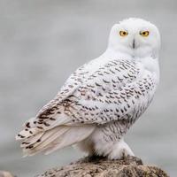 Gambar Burung Hantu Snowy Owl Dewasa dari UK.PARROT undefined 1 Tokopedia