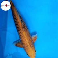 Gambar Ikan Koi Blitar Chagoi Tembaga M55Cm Jumbo Puspapuspita317 dari puspastore29 undefined 3 Tokopedia