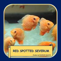 Gambar IKAN HIAS AIR TAWAR - SEVERUM MERAH / RED SEVERUM CICHLID - 2"(5cm) dari Vilirium Aquatic undefined 1 Tokopedia
