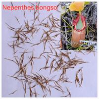 Gambar Biji Kantong Semar Nepenthes bongso Tanaman Karnivora dari Jiveng Exotica undefined 2 Tokopedia