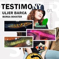 Gambar Paket Pakan Ikan Progress Pemecah Cabung & Bunga Solid Channa Maru Formula By. Juri National Icc dari Prilly Pet Shop undefined 3 Tokopedia