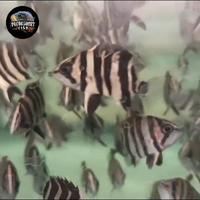 Gambar datz sumatra / tiger fish 4bar simetris dari Predashortfish undefined 4 Tokopedia