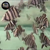Gambar datz sumatra / tiger fish 4bar simetris dari Predashortfish undefined 5 Tokopedia