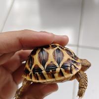 Gambar Kura Kura Indian Star Istar 5cm dari Ai-Pets undefined 3 Tokopedia