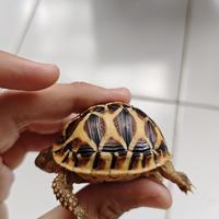 Gambar Kura Kura Indian Star Istar 5cm dari Ai-Pets undefined 2 Tokopedia