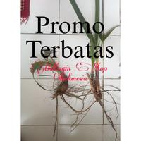 Gambar BIBIT POHON LONTAR / SIWALAN Hidup Siap Tanam (PROMO TERBATAS) HADIAH 1 BIBIT Baca deskripsi dari Harapan Tani77 undefined 2 Tokopedia