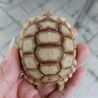 Gambar HIASAN TAMAN DAN AQUARIUM SULCATA GRADE A+ HASIL TERNAKAN INDONESIA dari RUMAH KURO INDONESIA undefined 1 Tokopedia