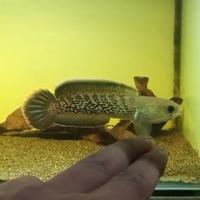 Gambar stewarti karbianlong fulldot 12-14cm dari Brotherhood petshop undefined 1 Tokopedia