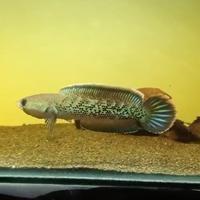 Gambar stewarti karbianlong fulldot 12-14cm dari Brotherhood petshop undefined 2 Tokopedia