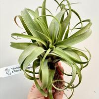 Gambar Tillandsia (novakii x streptophylla) - Bumi Air Plants Tanaman Udara dari Bumi Orchids & Tillandsia undefined 1 Tokopedia