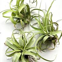 Gambar Tillandsia (novakii x streptophylla) - Bumi Air Plants Tanaman Udara dari Bumi Orchids & Tillandsia undefined 2 Tokopedia