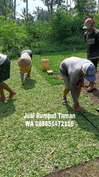Gambar Jual rumput gajah mini jepara termurah dari rumput gajah mini 10rb undefined 4 Tokopedia