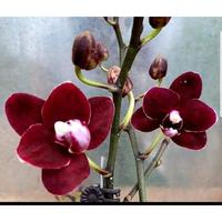 Gambar Anggrek bulan black maroon dewasa dari KAVINTAMANSTORE undefined 1 Tokopedia