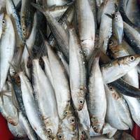 Gambar Ikan Laut Lemuru Krismon Fresh dan Segar - 1/4 kg dari Doyan Daging Store Depok undefined 1 Tokopedia