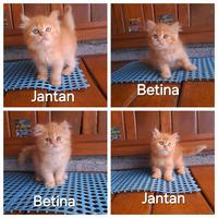 Gambar Kucing kitten persia oren bigbone tulang besar gemoy murah dari stationpetsshop undefined 1 Tokopedia