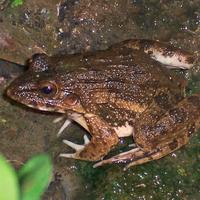 Gambar KATAK SAWAH ATAU BANCET HIDUP UNTUK PAKAN PREDATOR dari Robby Reptile undefined 3 Tokopedia