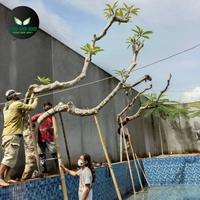 Gambar pembuatan taman pohon Kamboja fosil kolam renang dari alvarendragarden undefined 1 Tokopedia