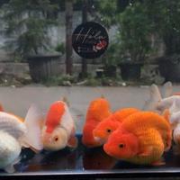 Gambar IKAN MAS KOKI RANCHU RED WHITE RW / RANCU GOLDFISH FANCY dari Hola Fishie undefined 3 Tokopedia