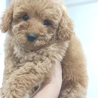 Gambar puppies poodle apricot jantan dan party color white cream betina. dari von the big star undefined 1 Tokopedia