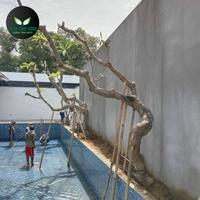 Gambar pembuatan taman pohon Kamboja fosil kolam renang dari alvarendragarden undefined 2 Tokopedia