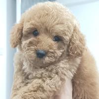 Gambar puppies poodle apricot jantan dan party color white cream betina. dari von the big star undefined 2 Tokopedia