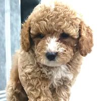 Gambar puppies poodle apricot jantan dan party color white cream betina. dari von the big star undefined 3 Tokopedia