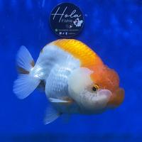 Gambar IKAN MAS KOKI RANCHU RED WHITE RW / RANCU GOLDFISH FANCY dari Hola Fishie undefined 1 Tokopedia