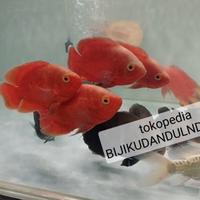 Gambar ikan oscar red/oscar red chilli dari bijikuda ndul ndulan undefined 4 Tokopedia